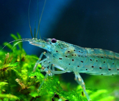 Креветка Амано (Caridina multidentata)