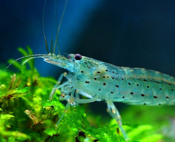 Креветка Амано (Caridina multidentata)