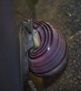 Ампулярия черничная (Pomacea bridgesii)