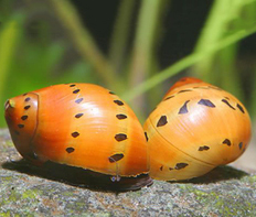 Улитка Неретина красноточечная (Neritina natalensis sp.Red Spotted)