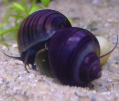 Ампулярия черничная (Pomacea bridgesii)