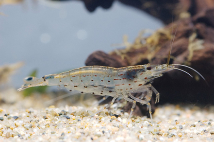 Креветка Амано (Caridina multidentata)