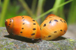 Улитка Неретина красноточечная (Neritina natalensis sp.Red Spotted)