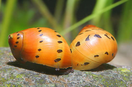 Улитка Неретина красноточечная (Neritina natalensis sp.Red Spotted)