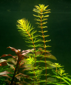 Ротала Бангладеш (Rotala sp.Bangladesh)