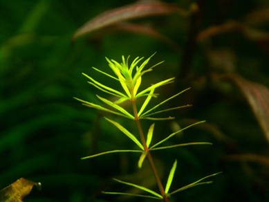 Ротала Бангладеш (Rotala sp.Bangladesh)