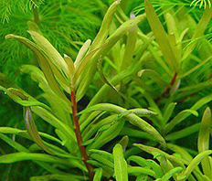 Несея педицелата (Nesaea pedicellata)