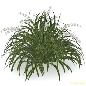 Офиопогон ябуран пестролистный (Ophiopogon Jaburan Variegatus)