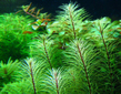 Ротала Вьетнам (Rotala sp.Vietnam)