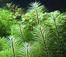 Ротала Вьетнам (Rotala sp.Vietnam)