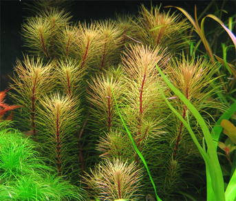 Ротала Вьетнам (Rotala sp.Vietnam)