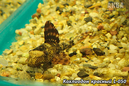 Кохлиодон красный L 050 (Hypostomus sp.Cochliodon)