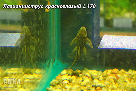 Лазианциструс красноглазый L 178 (Lasiancistrus heteracanthus)