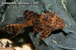 Кохлиодон красный L 050 (Hypostomus sp.Cochliodon)