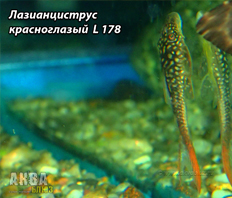 Лазианциструс красноглазый L 178 (Lasiancistrus heteracanthus)