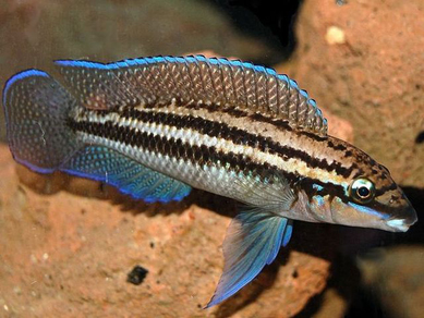 Юлидохромис Дикфельда (Julidochromis dickfeldi)