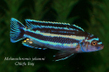 Меланохромис Йохани (Melanochromis johanni)