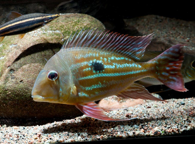 Геофагус Вайнмиллера (Geophagus winemilleri)