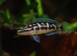 Юлидохромис транскриптус (Julidochromis transcriptus)