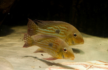 Геофагус Вайнмиллера (Geophagus winemilleri)