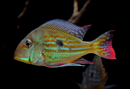 Геофагус Вайнмиллера (Geophagus winemilleri)