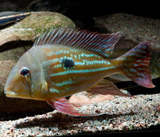 Геофагус Вайнмиллера (Geophagus winemilleri)