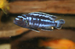 Меланохромис Йохани (Melanochromis johanni)