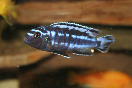 Меланохромис Йохани (Melanochromis johanni)