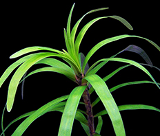 Эйхорния разнолистная (Eichornia diversifolia)