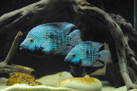 Цихлазома бриллиантовая (Herichthys cyanoguttatus)