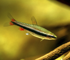 Нанностомус Бекфорда (Nannostomus beckfordi)