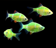 Барбус суматранский Glo Fish зеленый (Puntius tetrazona var.)