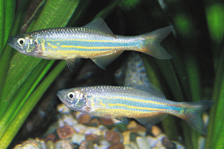 Данио малабарский (Danio aequipinnatus)