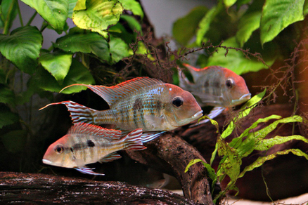 Геофагус красноголовый Тапажос (Geophagus sp.Red head Tapajos)