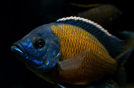 Копадихромис каданго (Copadichromis borleyi Kadango)