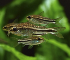 Коридорас пигмей (Corydoras pygmaeus)