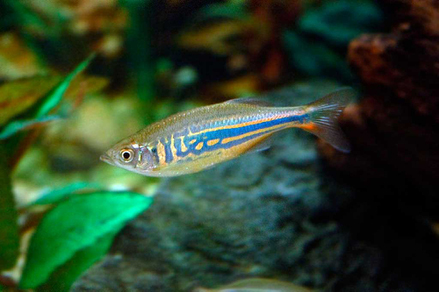 Данио малабарский (Danio aequipinnatus)