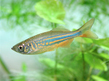 Данио малабарский (Danio aequipinnatus)