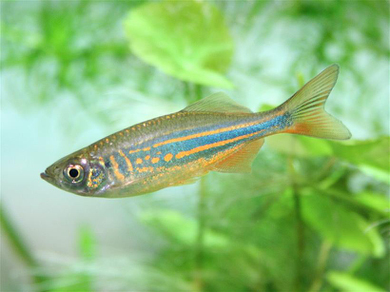 Данио малабарский (Danio aequipinnatus)