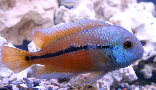 Цихлазома никарагуанская (Hypsophrys nicaraguensis)