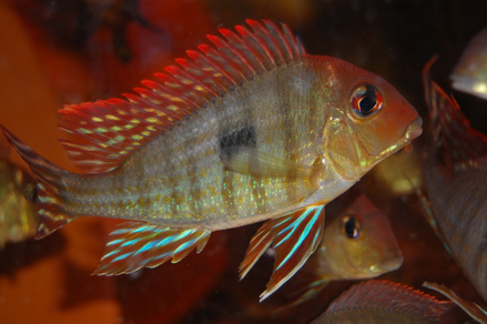 Геофагус красноголовый Тапажос (Geophagus sp.Red head Tapajos)