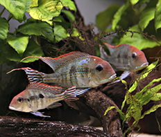 Геофагус красноголовый Тапажос (Geophagus sp.Red head Tapajos)