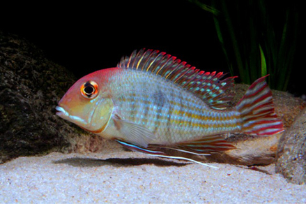 Геофагус красноголовый Тапажос (Geophagus sp.Red head Tapajos)