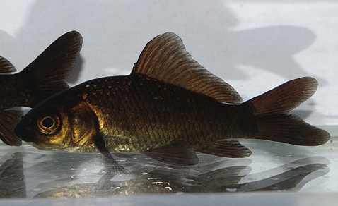 Комета "Черный бархат" (Carassius auratus var.)