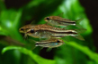 Коридорас пигмей (Corydoras pygmaeus)