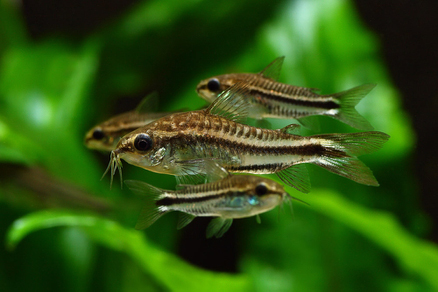 Коридорас пигмей (Corydoras pygmaeus)