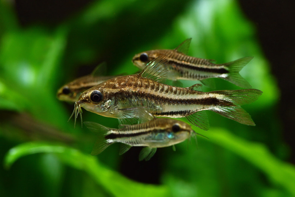 Коридорас пигмей (Corydoras pygmaeus) | 100 руб