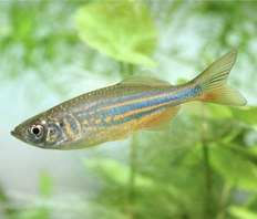 Данио малабарский (Danio aequipinnatus)