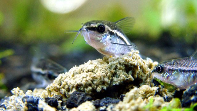 Коридорас пигмей (Corydoras pygmaeus) | 100 руб