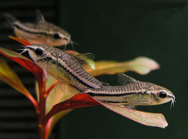 Коридорас пигмей (Corydoras pygmaeus) | 100 руб